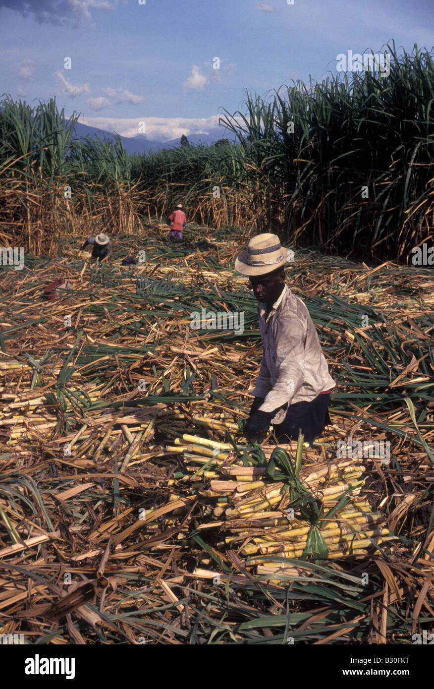 Workers harvest sugar cane a brutally tough job in the equatorial heat