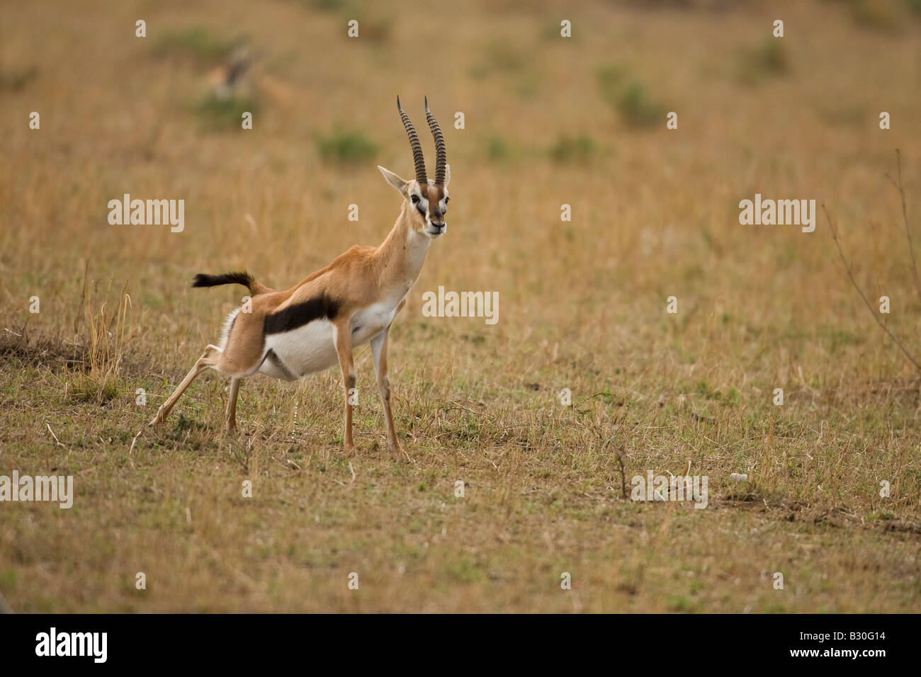 Thomson's Gazelle (Gazella thomsonii Stock Photo - Alamy