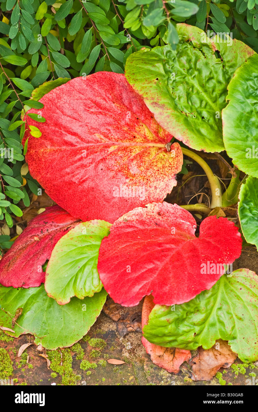 Bergenia leaves turning red in autumn Stock Photo