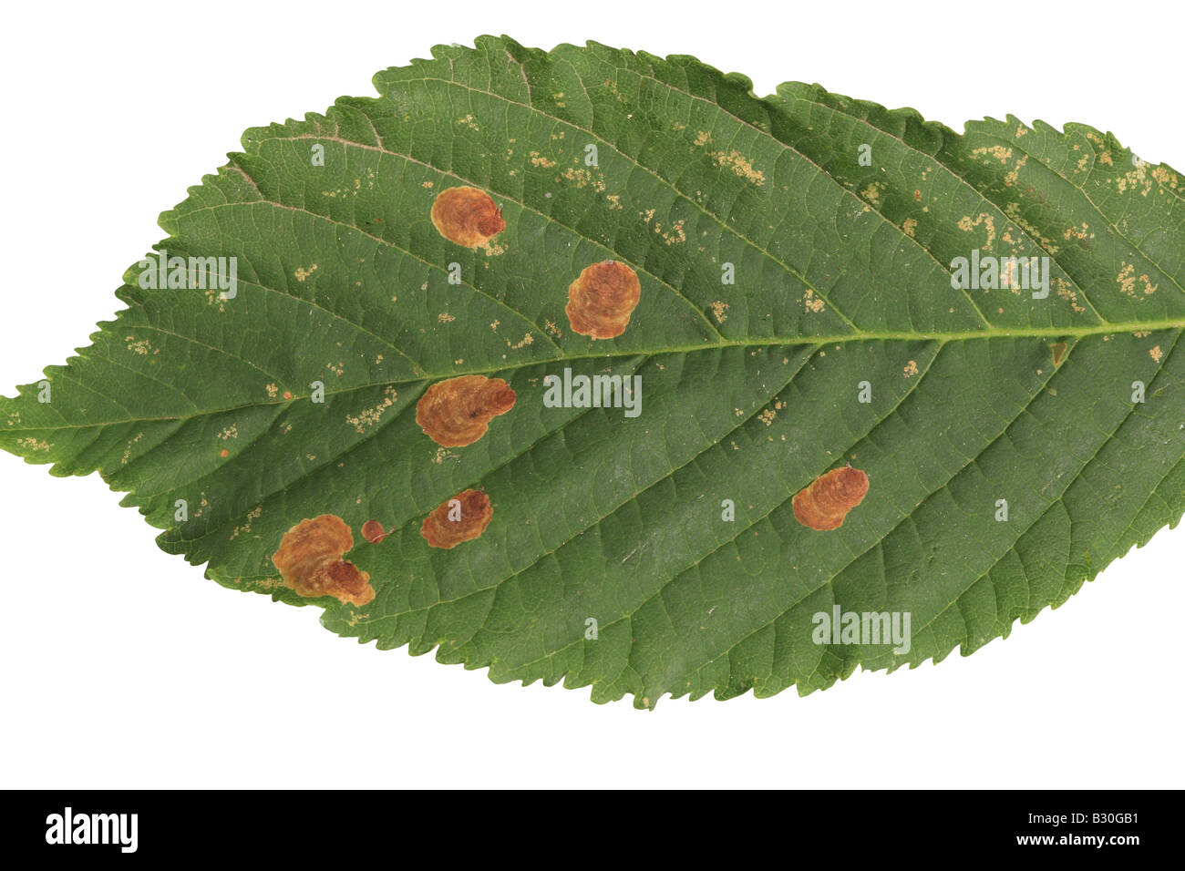 HORSE CHESNUT LEAF MINER Cameraria ohridella SHOWING MINES IN LEAF FROM UPPER SURFACE Stock Photo