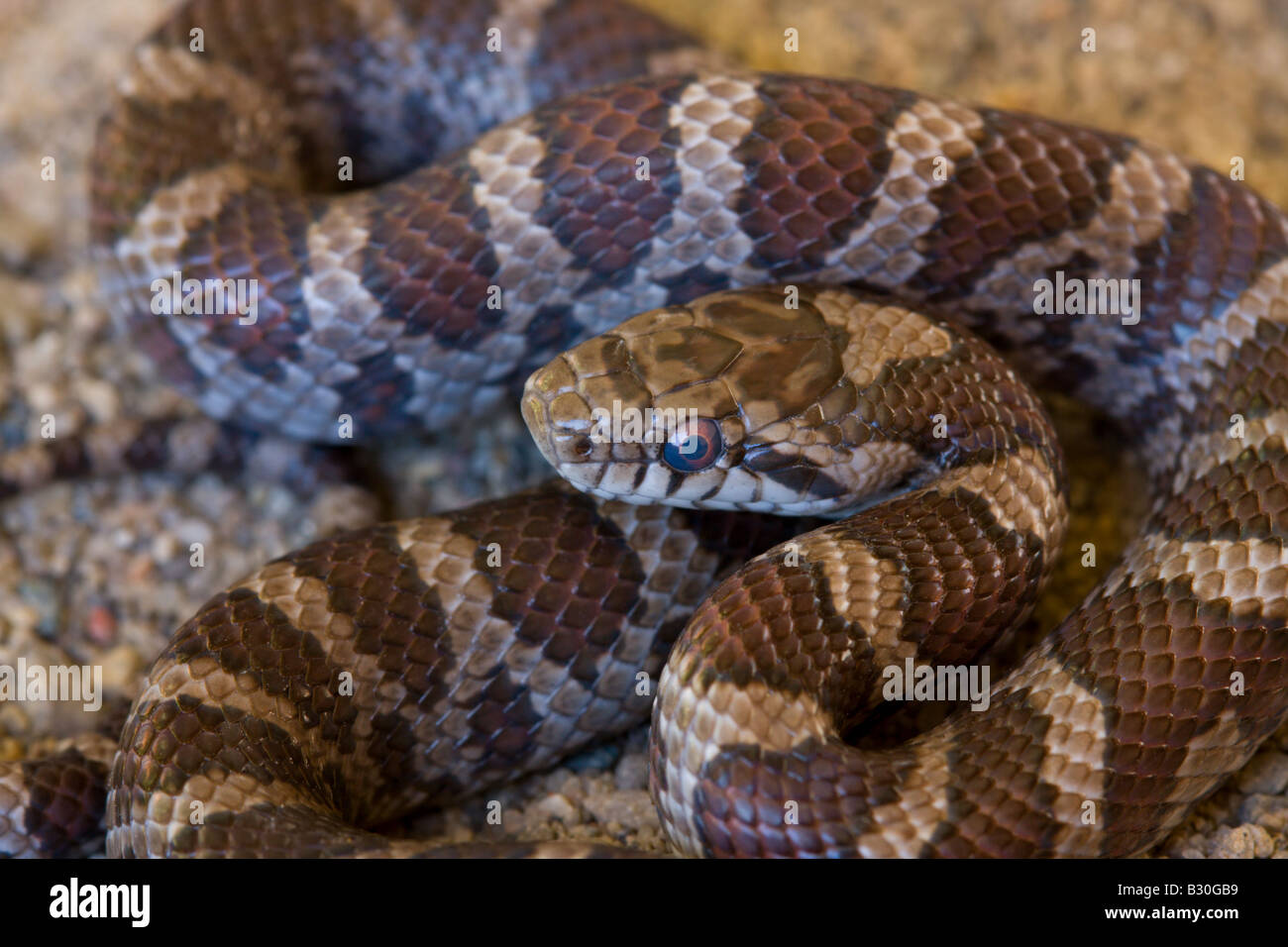 milk snake reptile cold blooded serpent Stock Photo