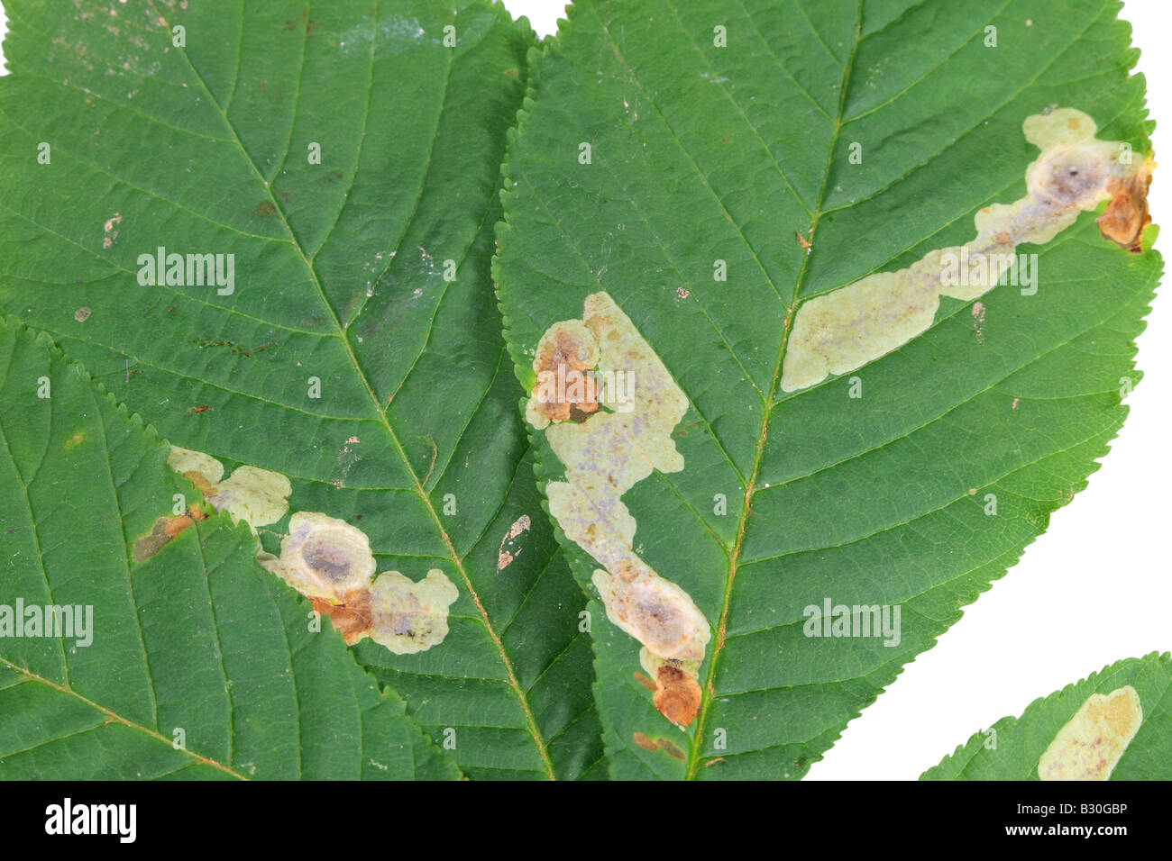 HORSE CHESNUT LEAF MINER Cameraria ohridella CLOSE UP OF MINES IN UPPER SURFACE OF LEAF Stock Photo