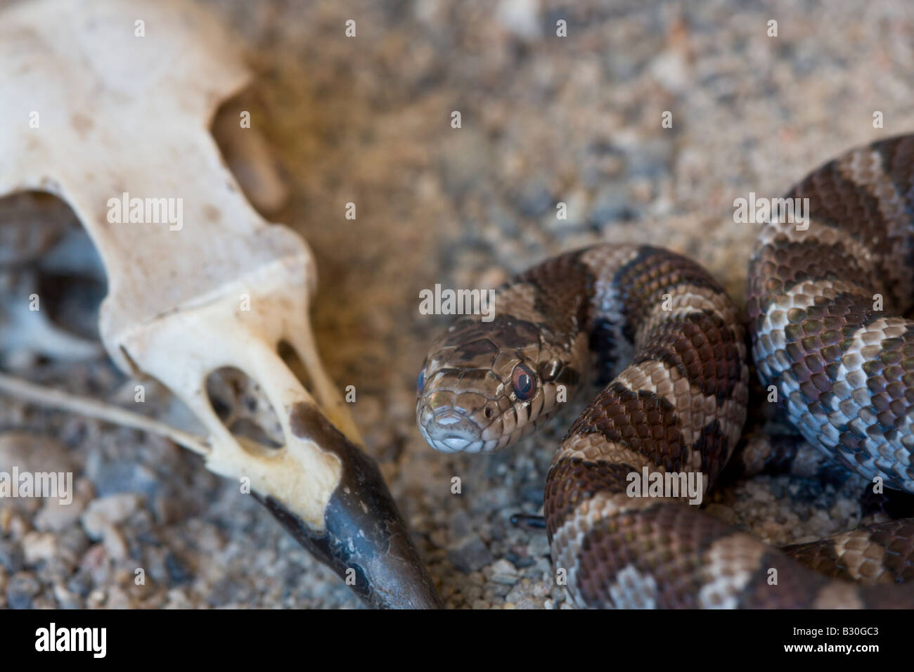 milk snake reptile cold blooded serpent Stock Photo