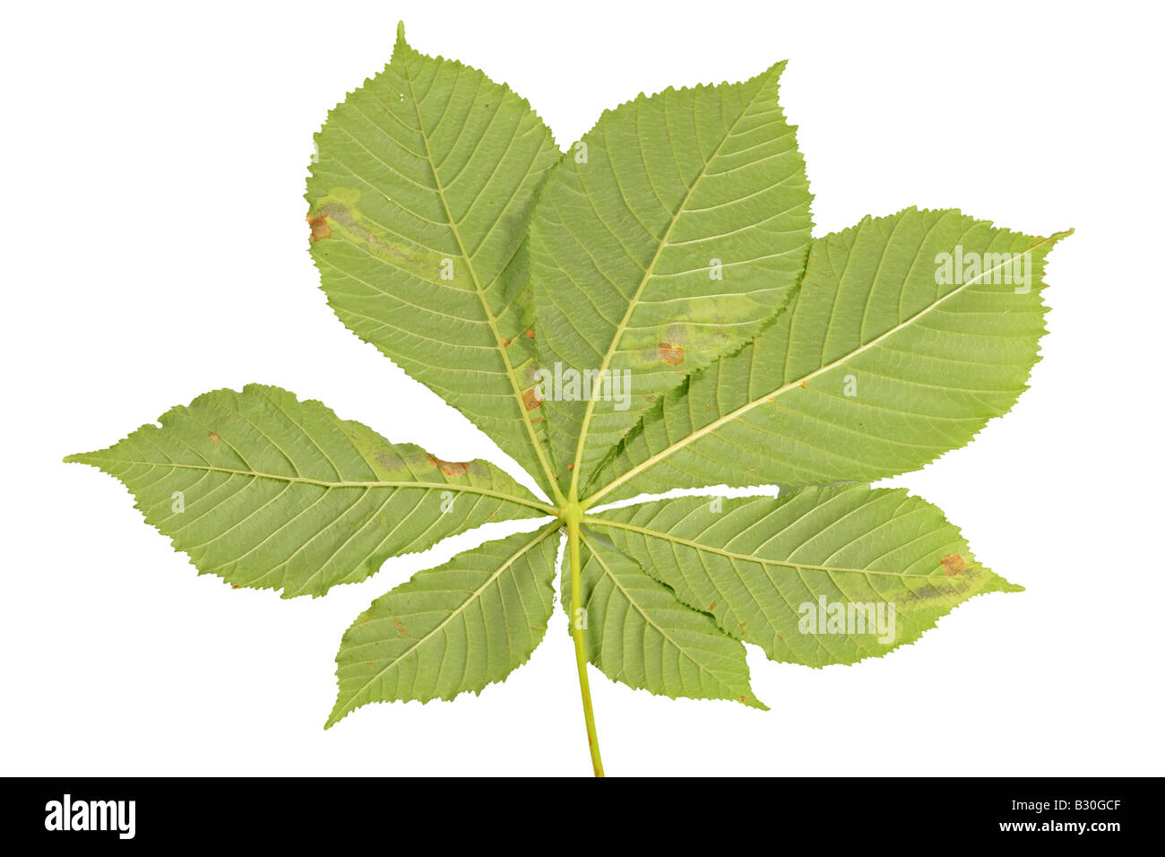 HORSE CHESNUT LEAF MINER Cameraria ohridella SHOWING MINES IN LEAF FROM UNDERSIDE Stock Photo