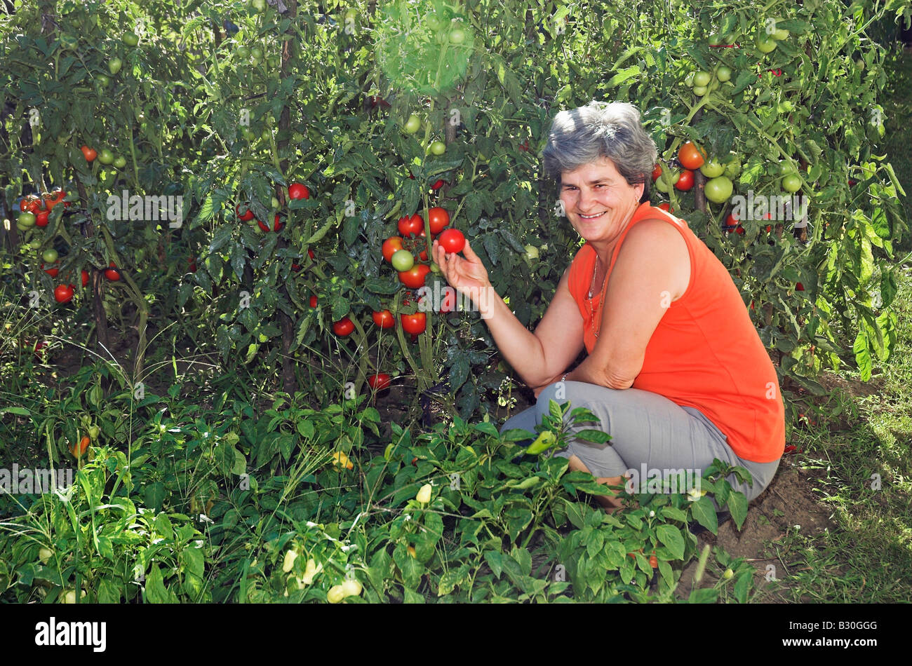 Portrait of a smiling mature woman picking tomatoes in garden Stock ...