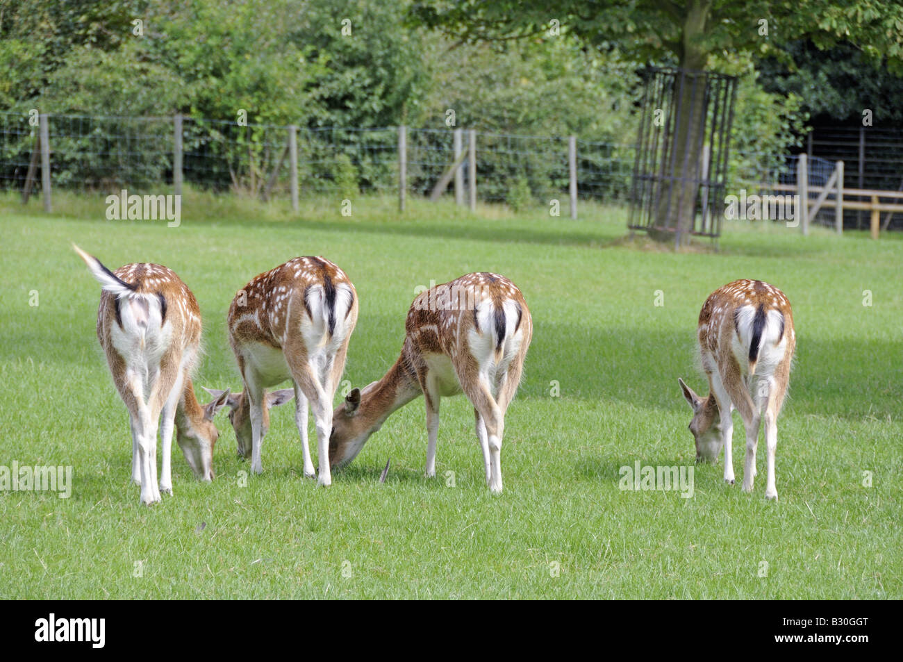 Fallow Deer Dama dama grazing in park Stock Photo