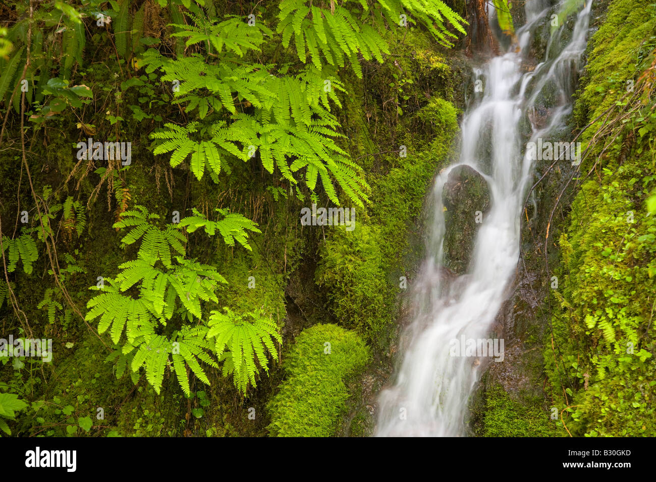small silky waterfall misting moss and maidenhair ferns near Walker Pass in the Olympic National Forest of Washington USA Stock Photo
