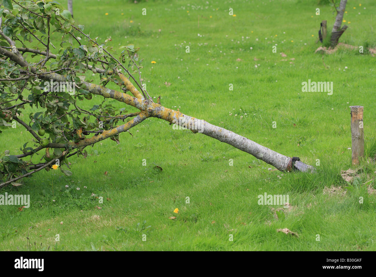 WIND BLOWN APPLE TREE Stock Photo