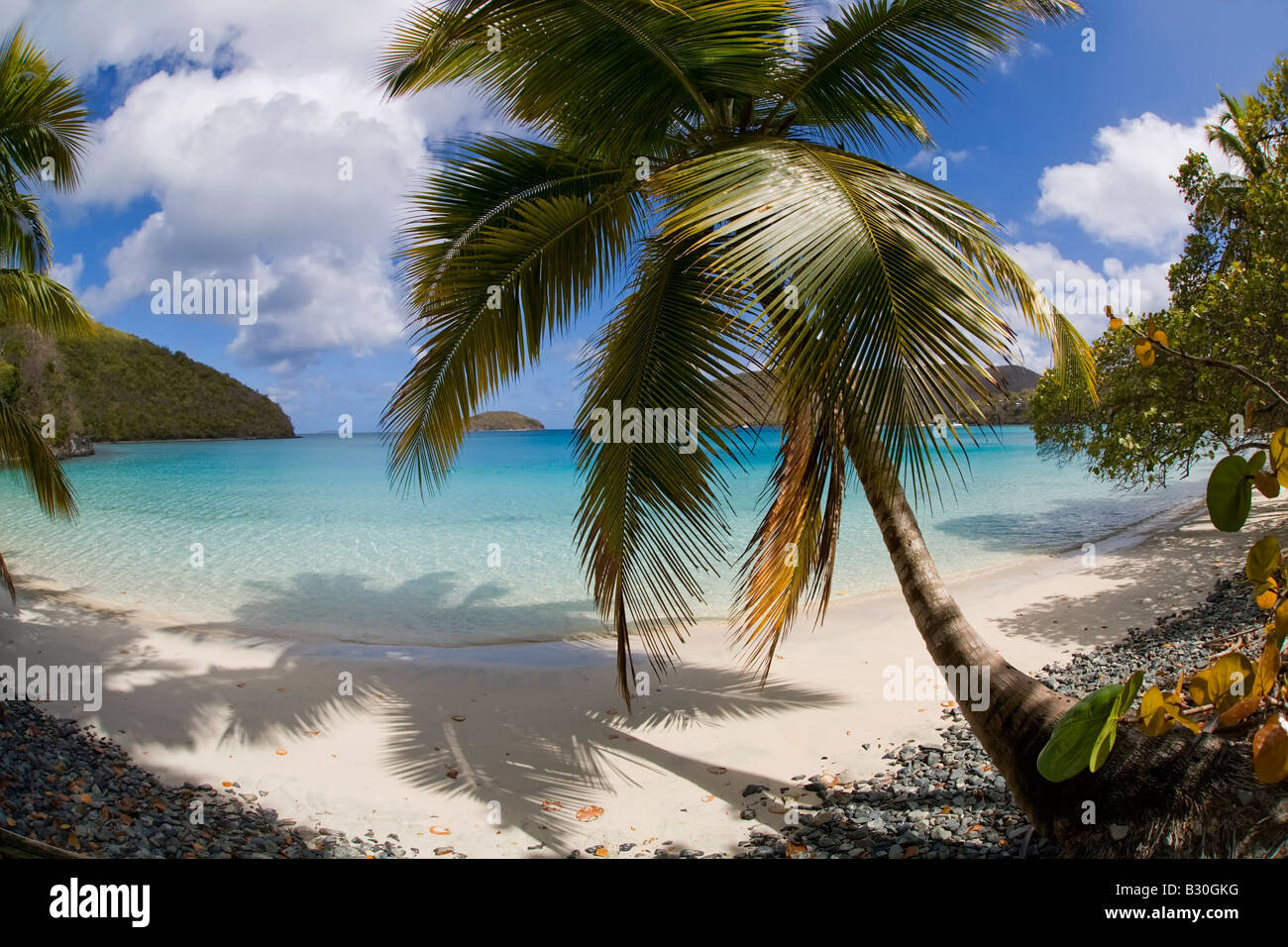 Palm trees on Maho Bay Beach in the Virgin Islands National Park on the