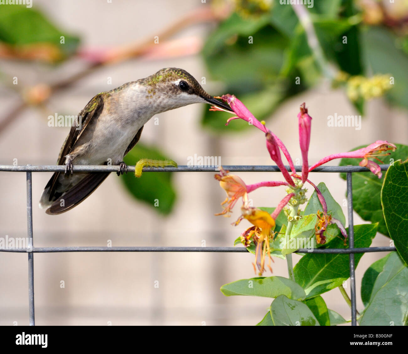 Hummingbird honeysuckle hires stock photography and images Alamy