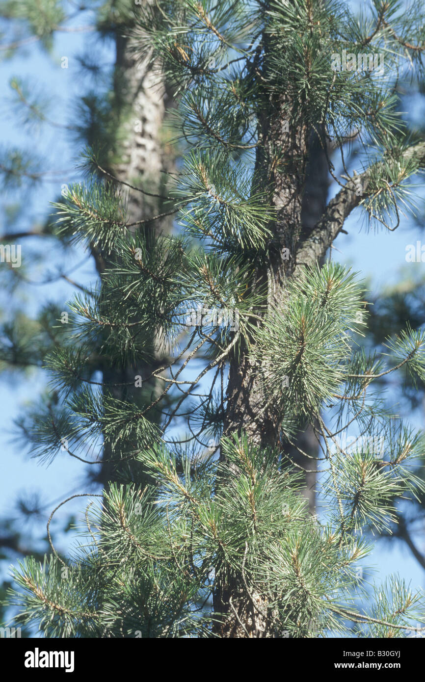 Pitch Pine, Pinus rigida Stock Photo Alamy