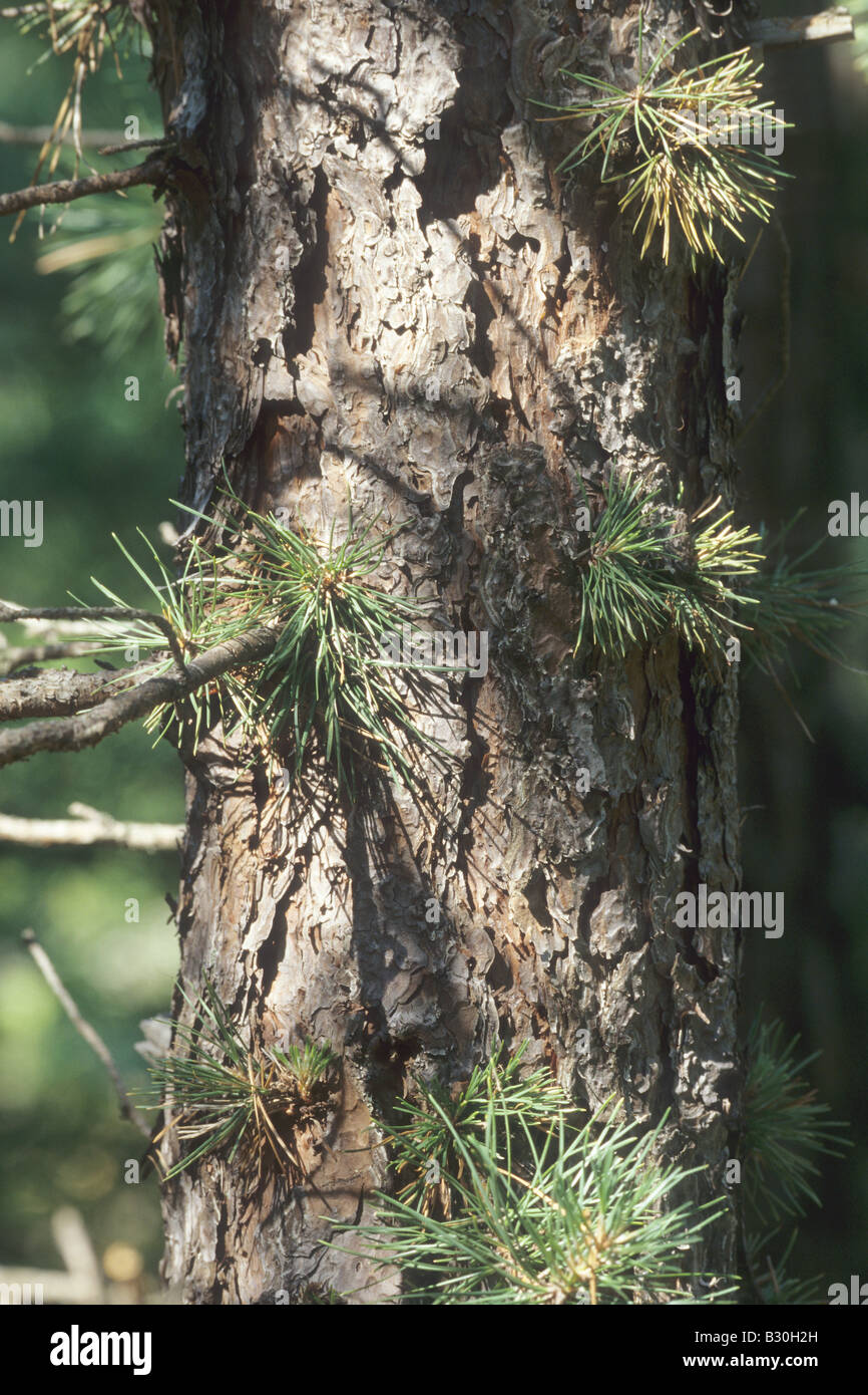 Pitch Pine, Pinus rigida Stock Photo