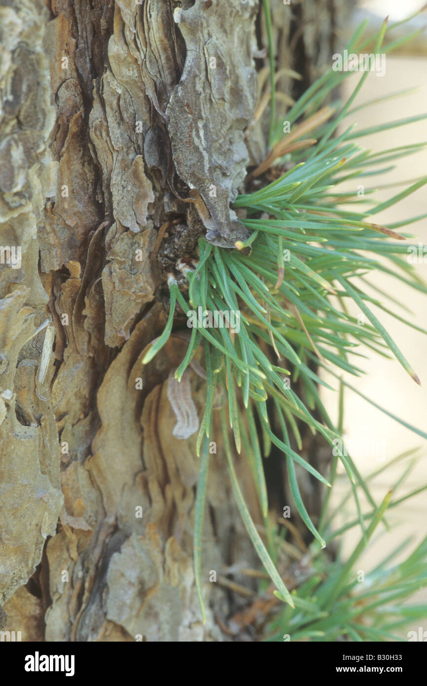 Pitch Pine, Pinus rigida Stock Photo