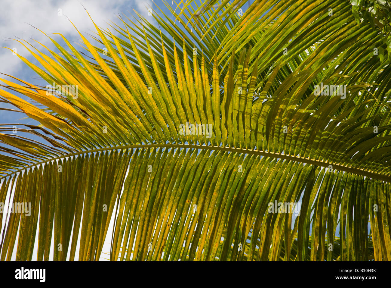 Palm tree branches on the caribbean island of St John in the US Virgin ...