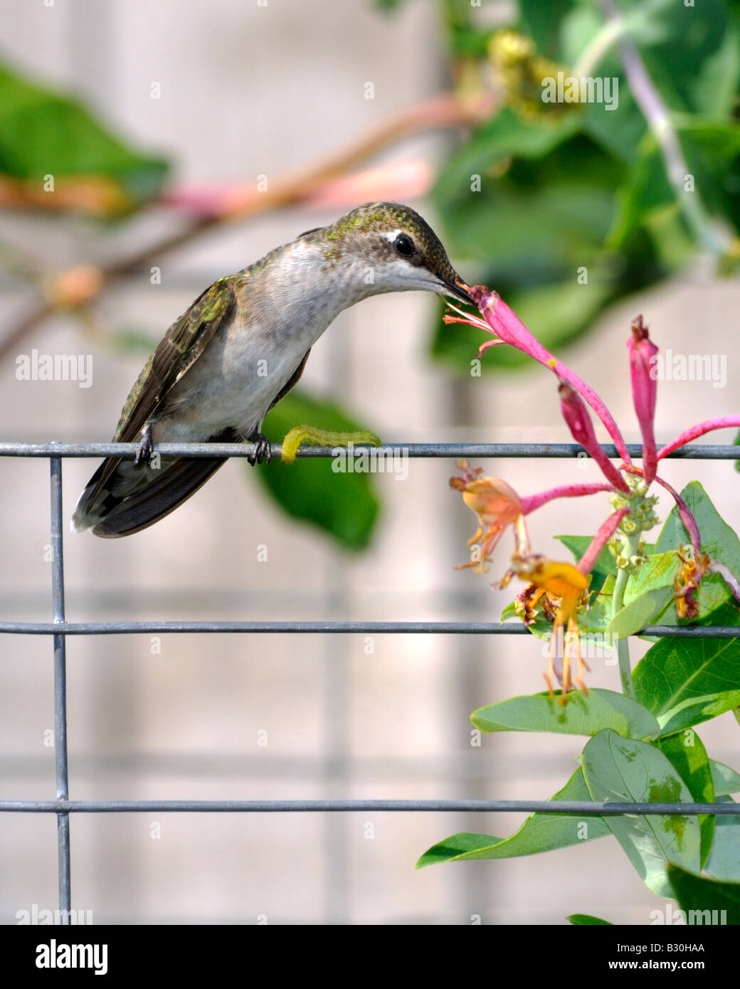 A female Ruby throated Hummingbird Archilochus colubris perches on a wire trellis and feeds from honeysuckle, Lonicera heckrottii. Oklahoma, USA. Stock Photo