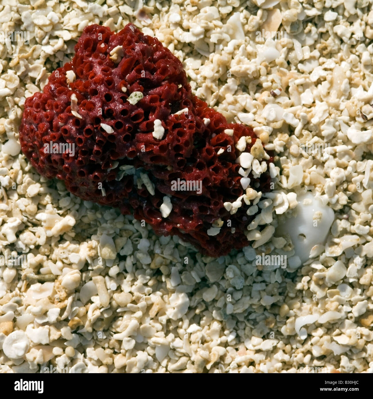 Red coral on Tivua Island, Fiji Stock Photo