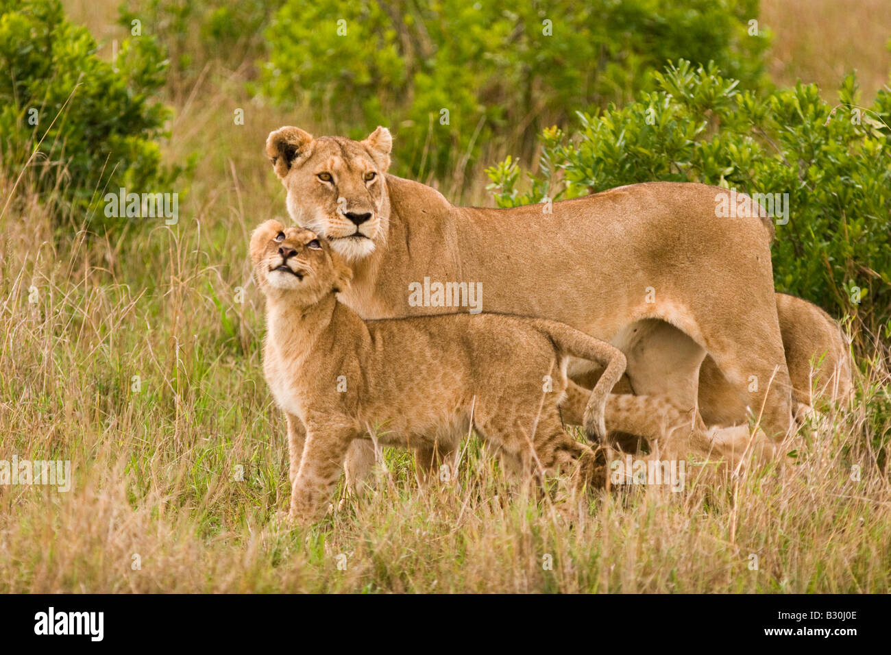 Lioness and cubs (Panthera leo Stock Photo - Alamy