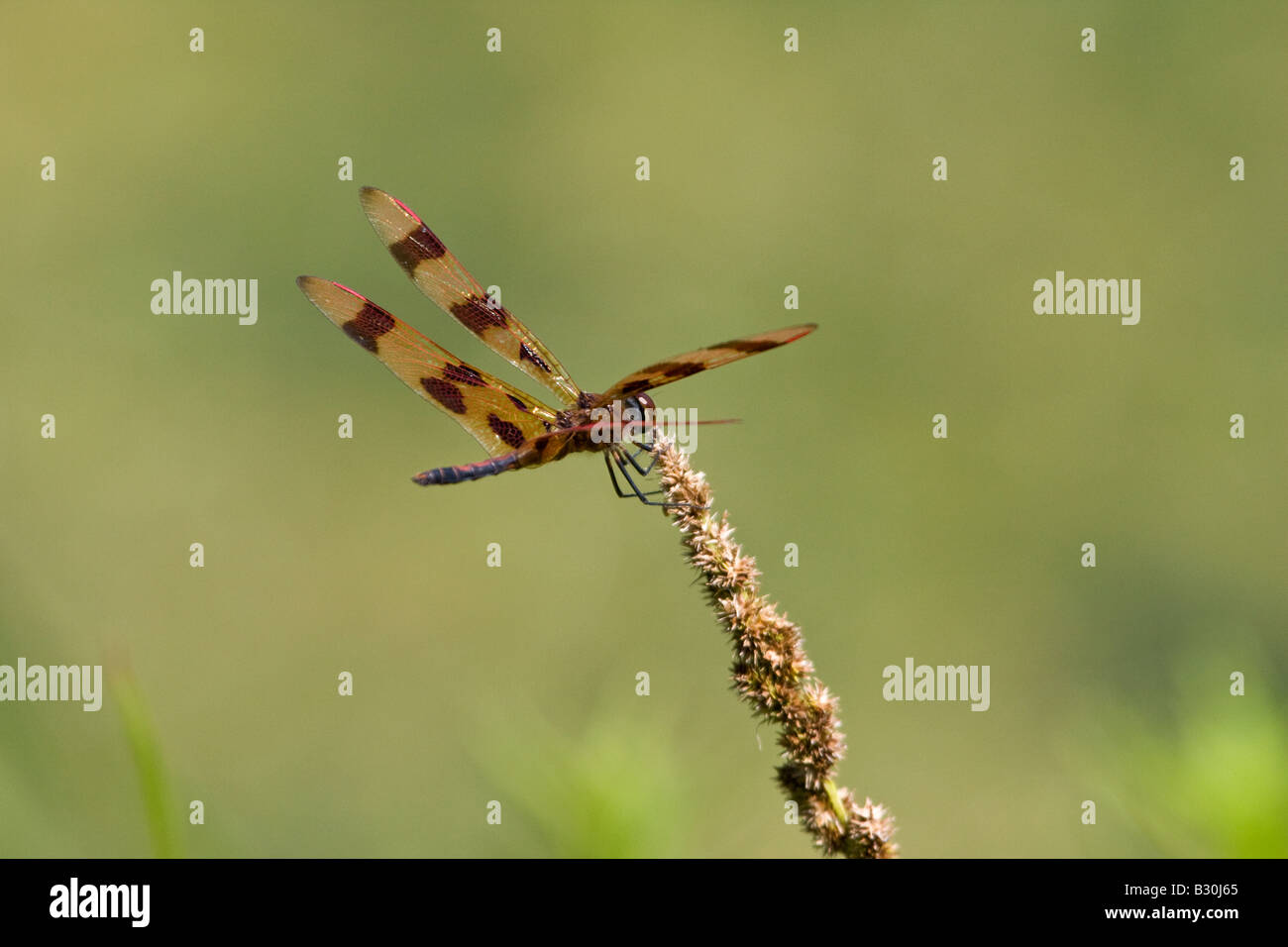 Halloween Pennant Dragonfly perched on plant Stock Photo Alamy