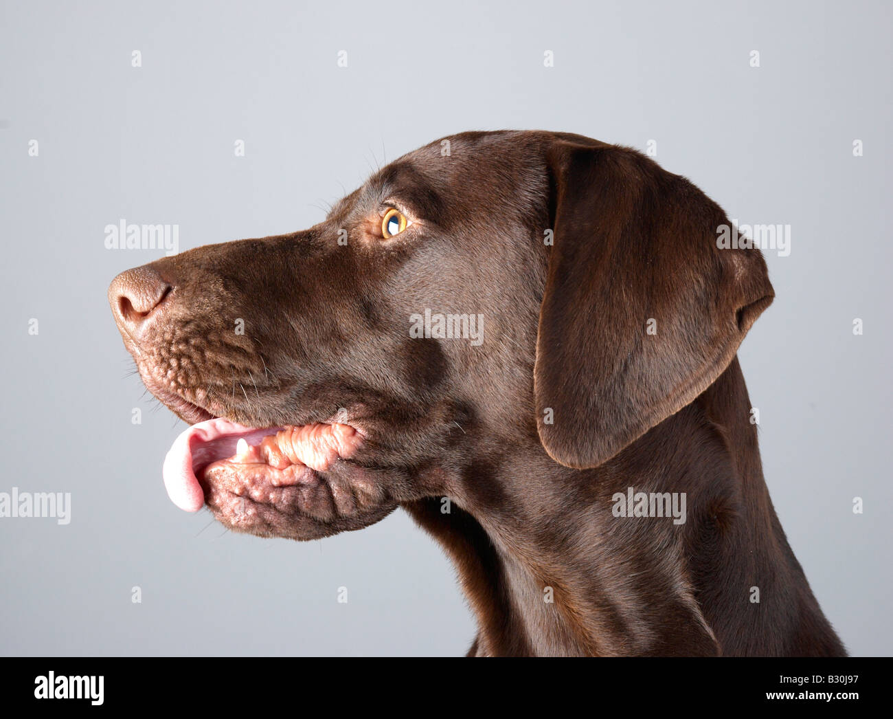 shorthaired german pointer in profile Stock Photo