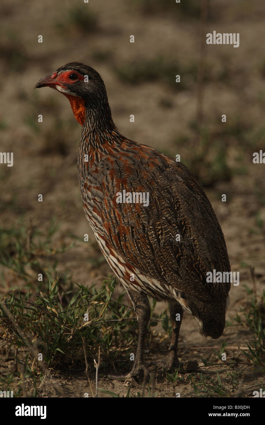 red necked francolin Stock Photo