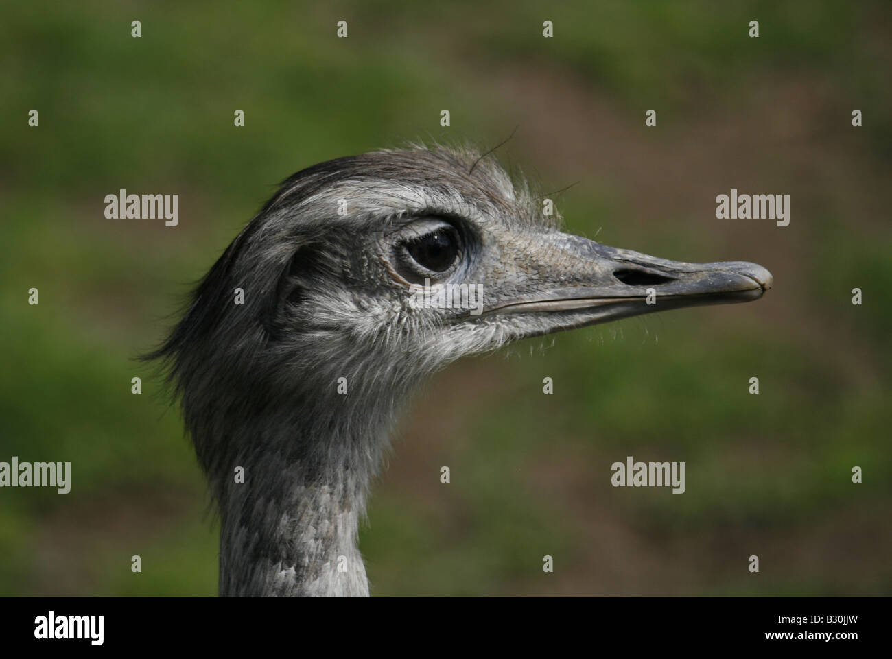 American or Common Rhea at Chester Zoo, UK. Stock Photo
