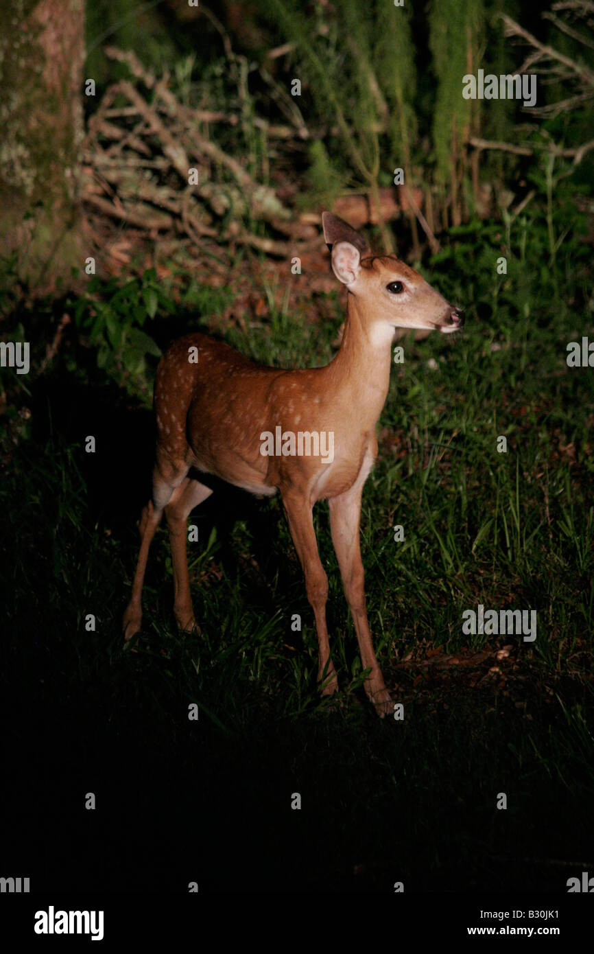 Doe in headlights - Stock Image