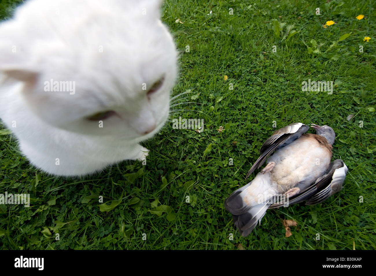 The cat looks pleased after killing a pigeon. Stock Photo