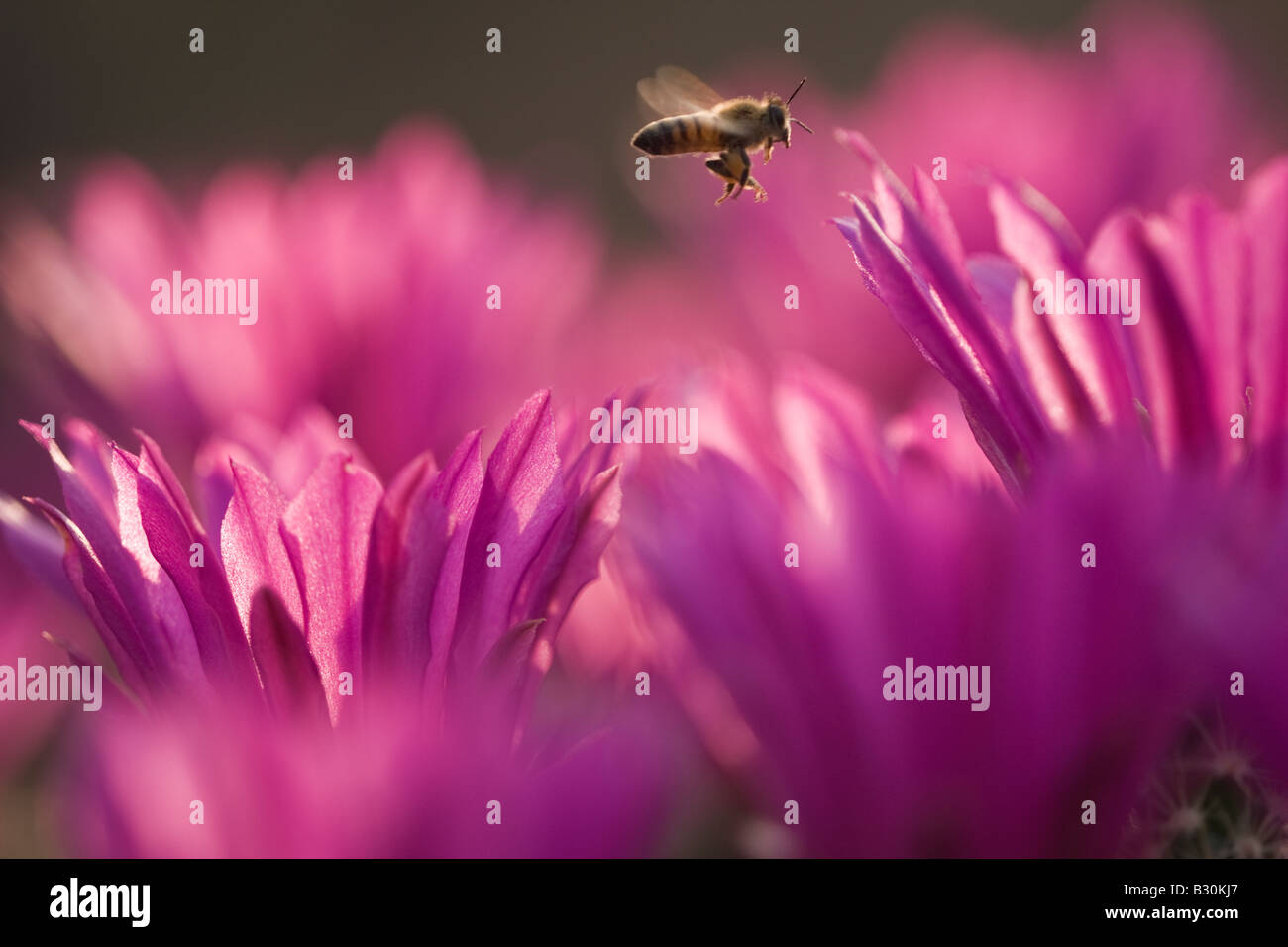 A honeybee flies in search of pollen over the blossoms of the Pitaya Cactus, also known as Strawberry Cactus. Stock Photo