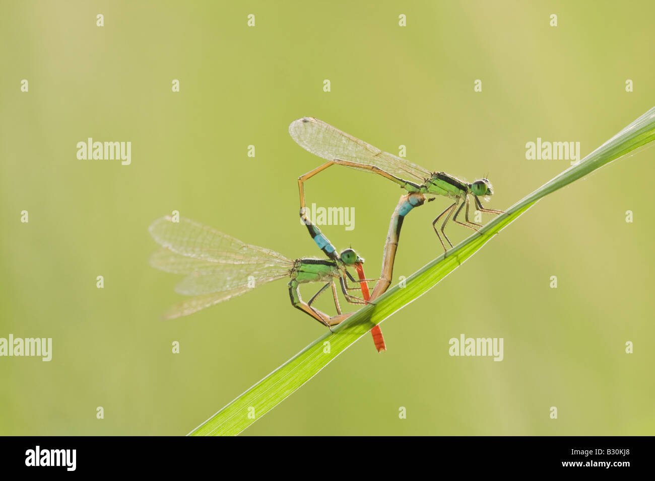 A pair of mating damselflies rests on a blade of grass while the female ...