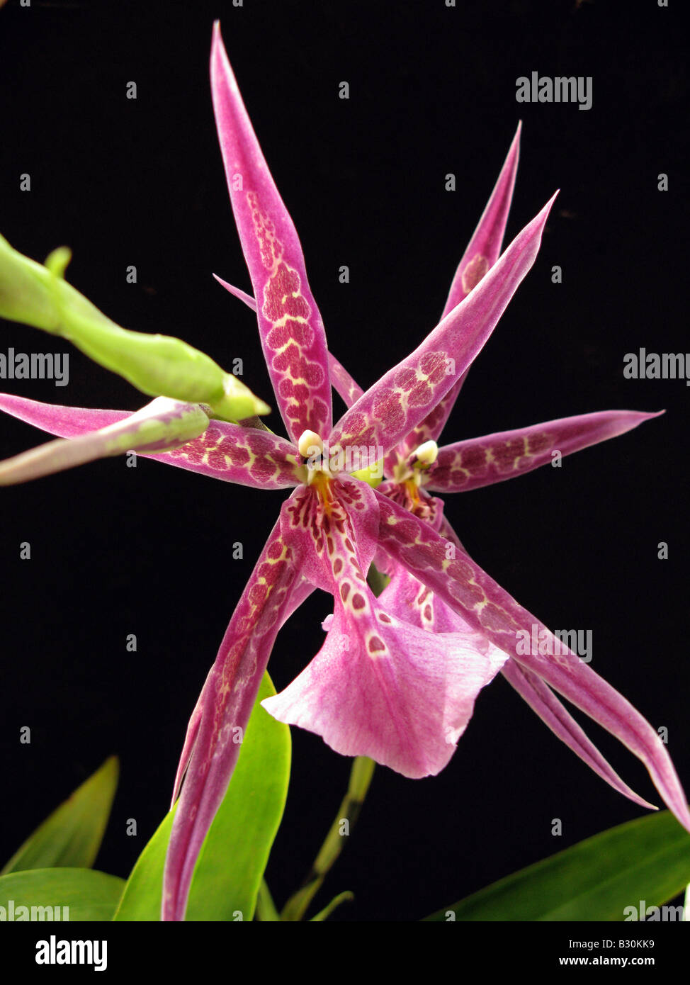 Miltasia almuck cario. Spider orchid Stock Photo