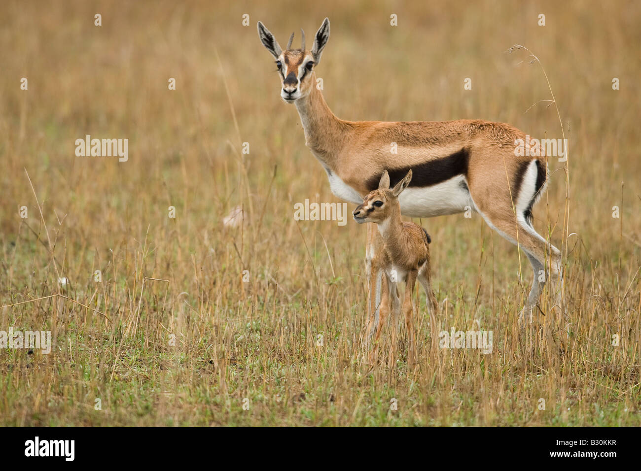 Baby thomson gazelle hi-res stock photography and images - Alamy