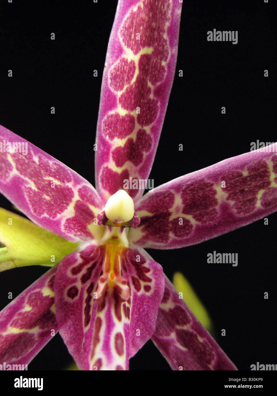 Orchid Miltassia almuck cario. Spider orchid Stock Photo