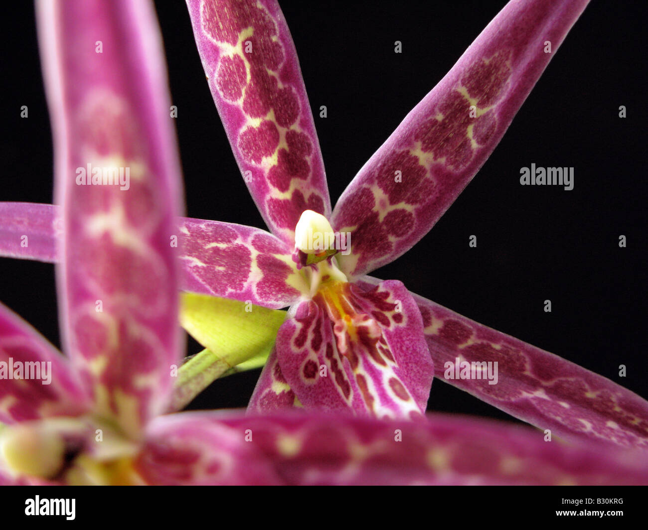Miltassia almuck cario. Spider orchid. Brassia hibrid close up Stock Photo