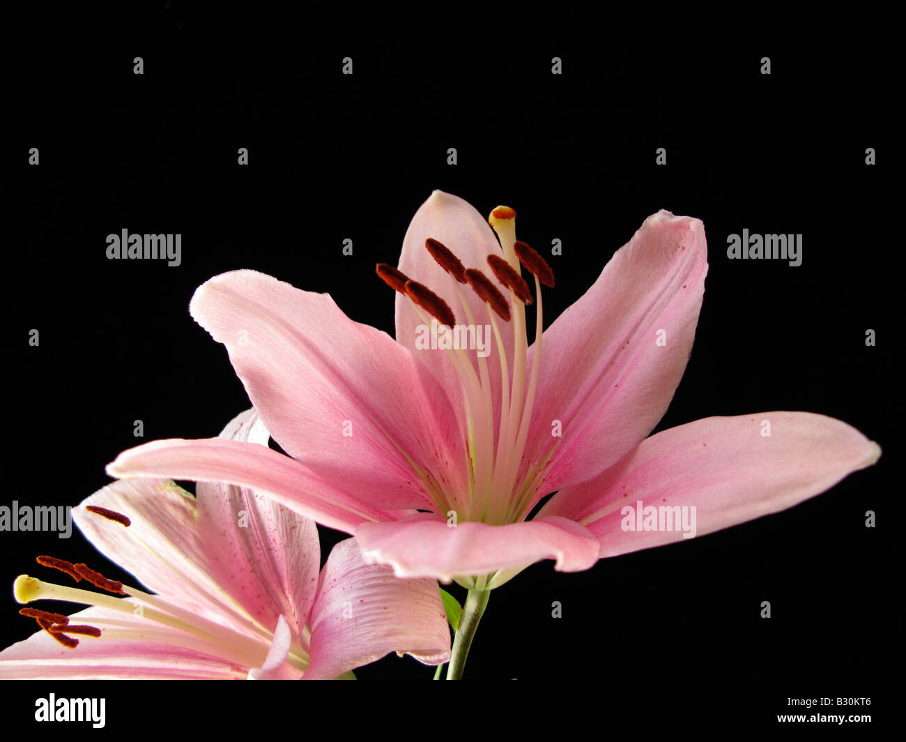 Lily pink close up. Lilium Azucena Stock Photo
