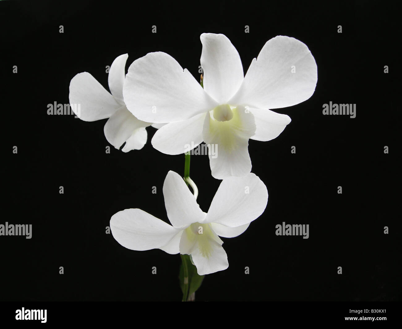 Dendrobium Hibrid. Den. Miss snow white.White orchid close up. Demdrobium blanco Stock Photo