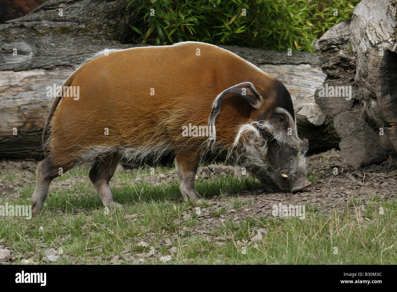 Red River Hog aka African Bush Pig (Potomochoerus Porcus Stock Photo