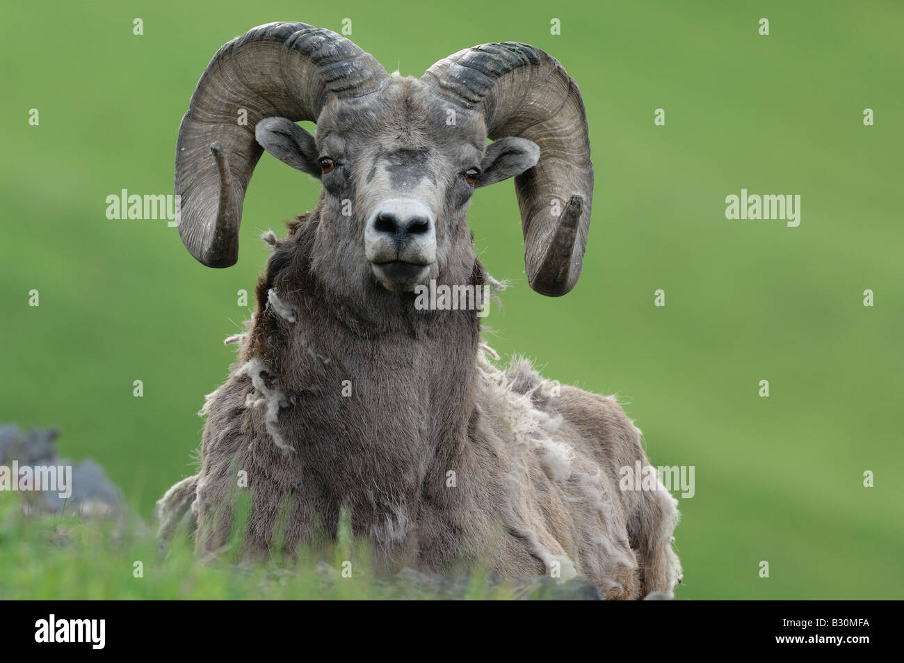 A Rocky mountain bighorn sheep Stock Photo