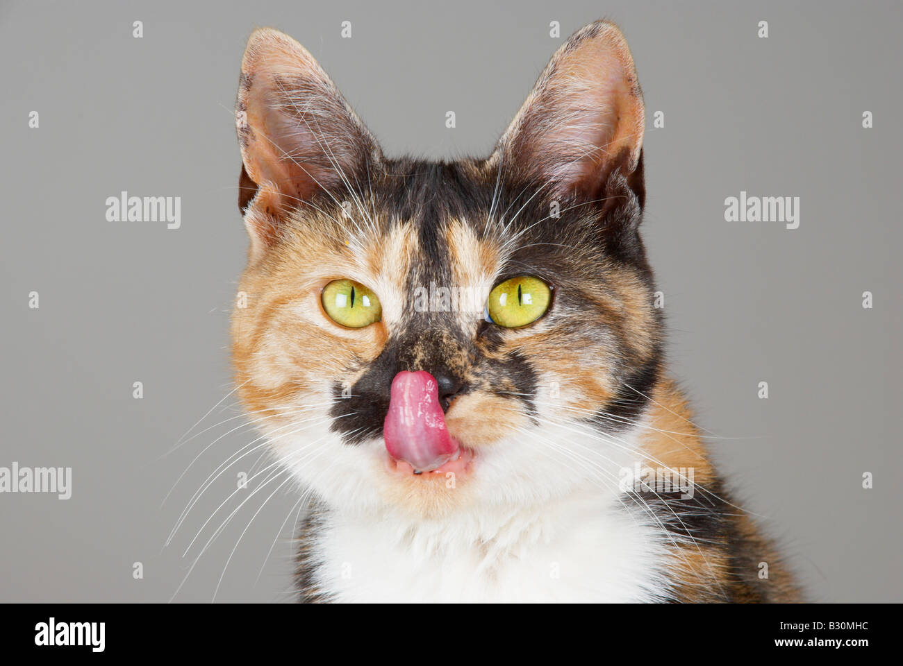 cat licking its nose Stock Photo Alamy