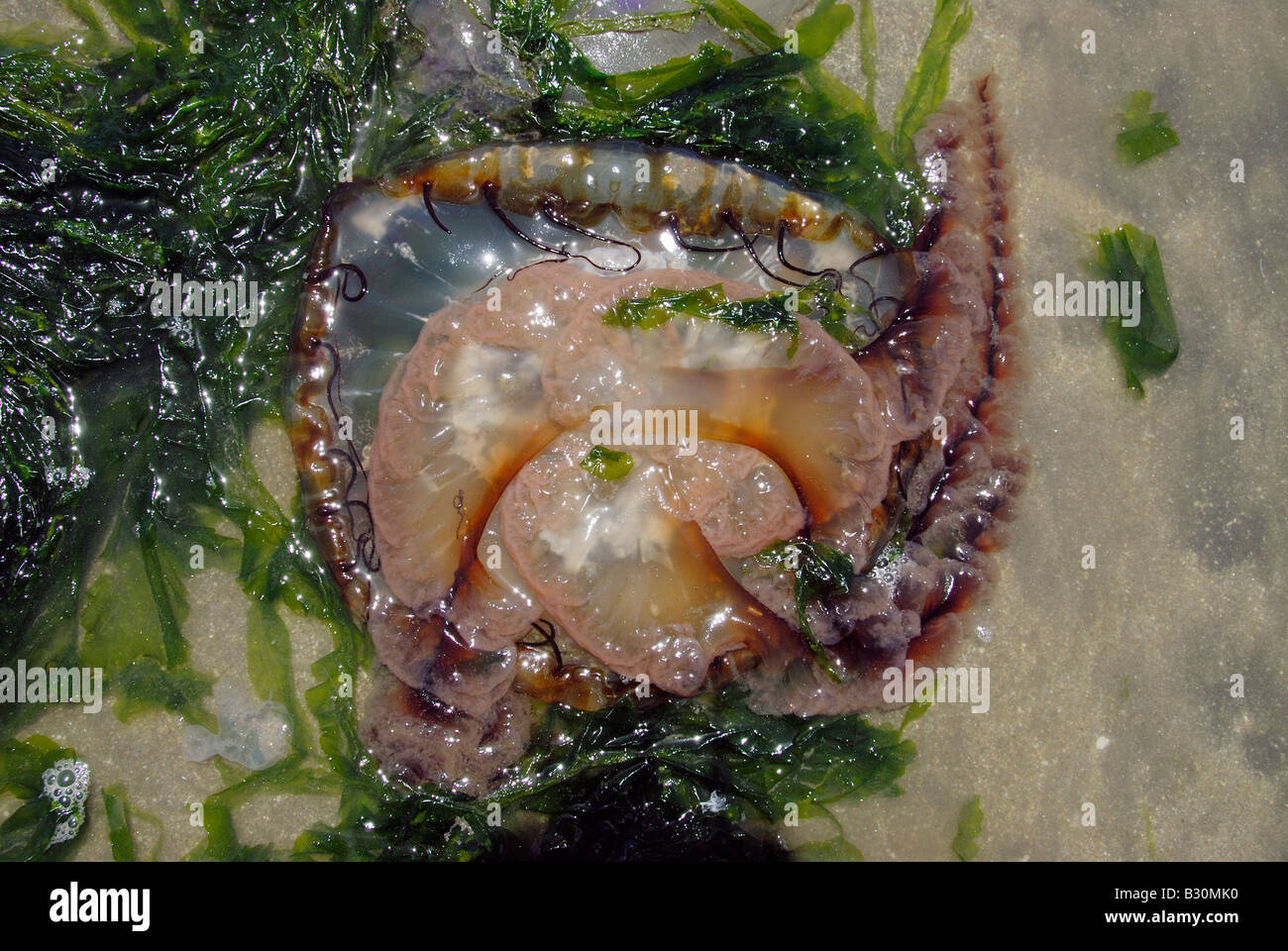 jellyfish stranded on beach, Princeton, California, USA. Stock Photo