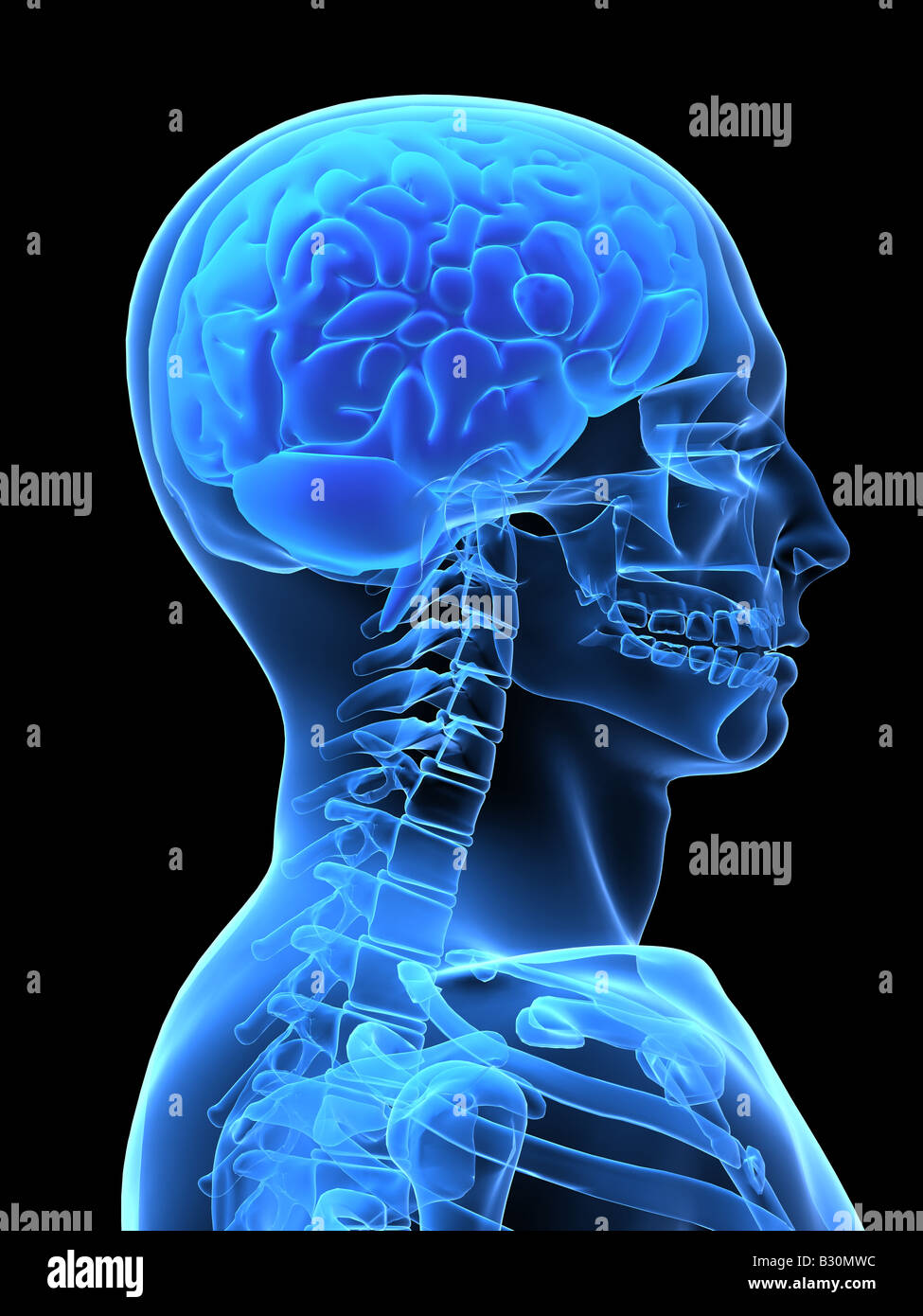 Anatomy of the head hires stock photography and images Alamy