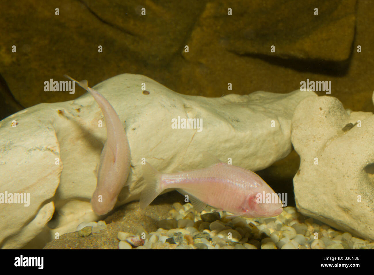 Blind cavefish Anoptichthys jordani Astyanax fasciatus mexicanus Mexico Underwater cave Stock Photo