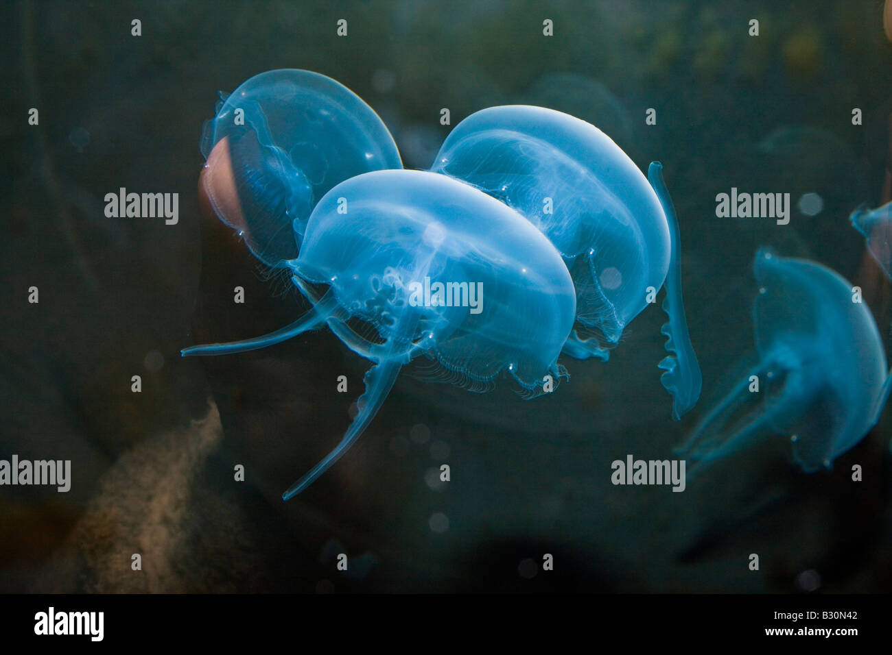 Moon Jellyfish Aurelia aurita Germany North Sea Stock Photo
