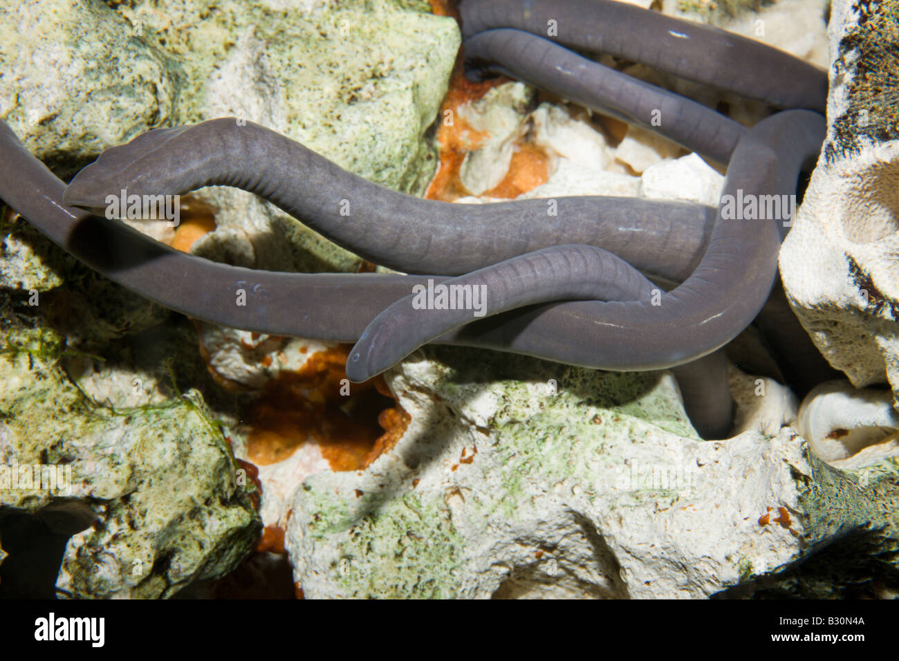 Typhlonectes compressicauda hi-res stock photography and images - Alamy