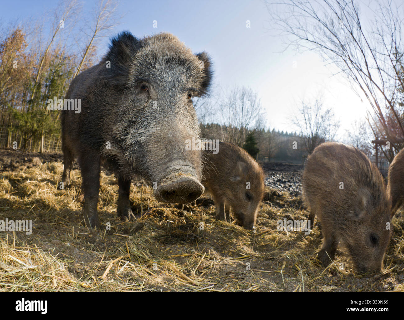 Wild boar Sus scrofa Germany Bavaria Stock Photo