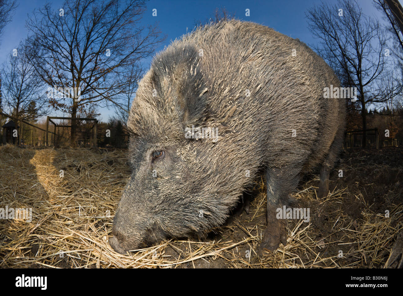 Wild boar Sus scrofa Germany Bavaria Stock Photo