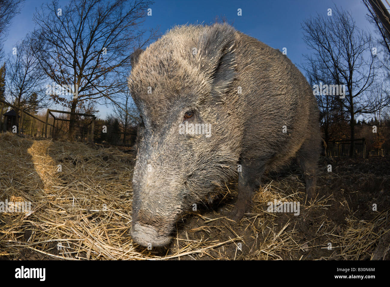 Wild boar Sus scrofa Germany Bavaria Stock Photo