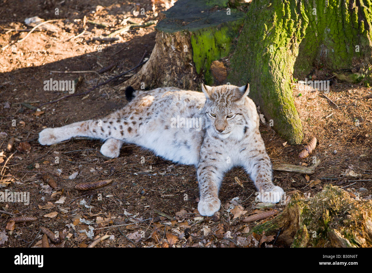 Lynx Felis lynx Germany Bavaria Stock Photo - Alamy