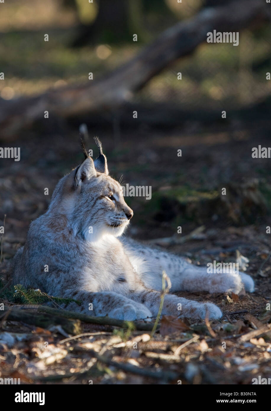 Lynx Felis lynx Germany Bavaria Stock Photo