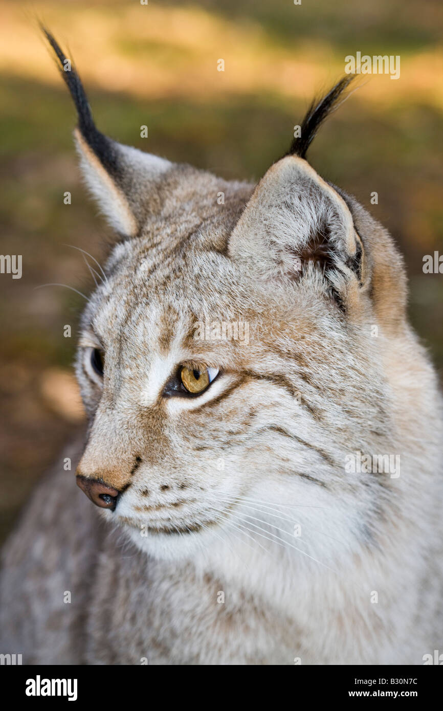 Lynx Felis lynx Germany Bavaria Stock Photo - Alamy