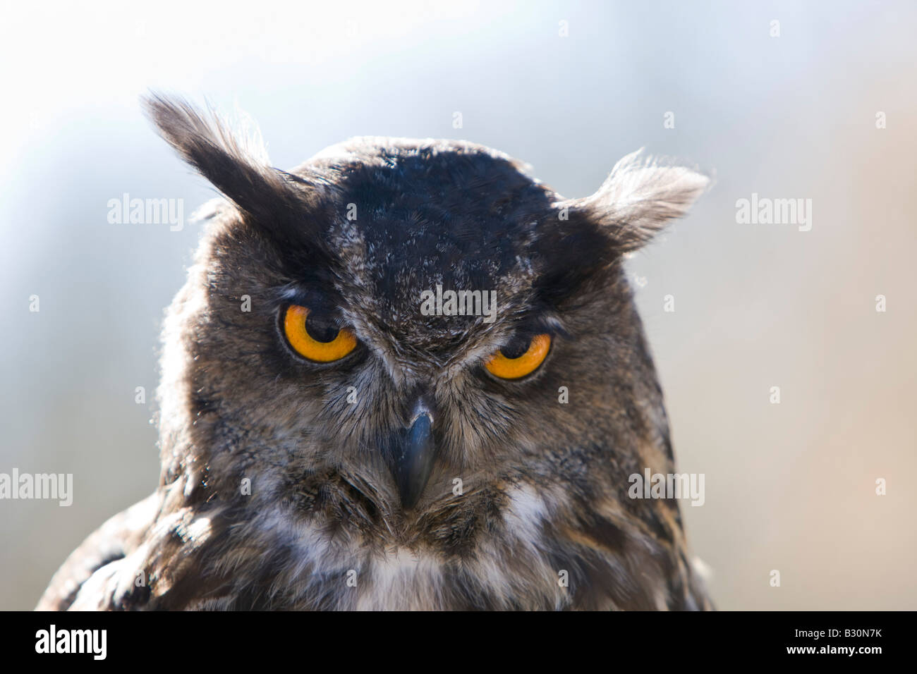 Eurasian Eagle Owl Bubo bubo Germany Bavaria Stock Photo